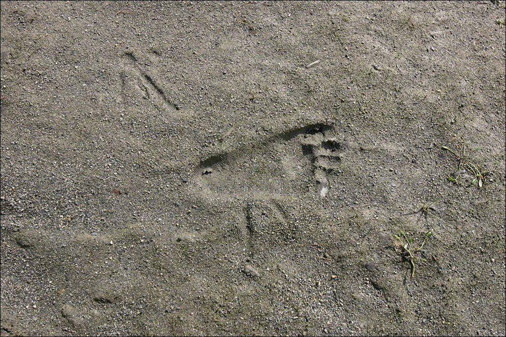 Sand Tracks