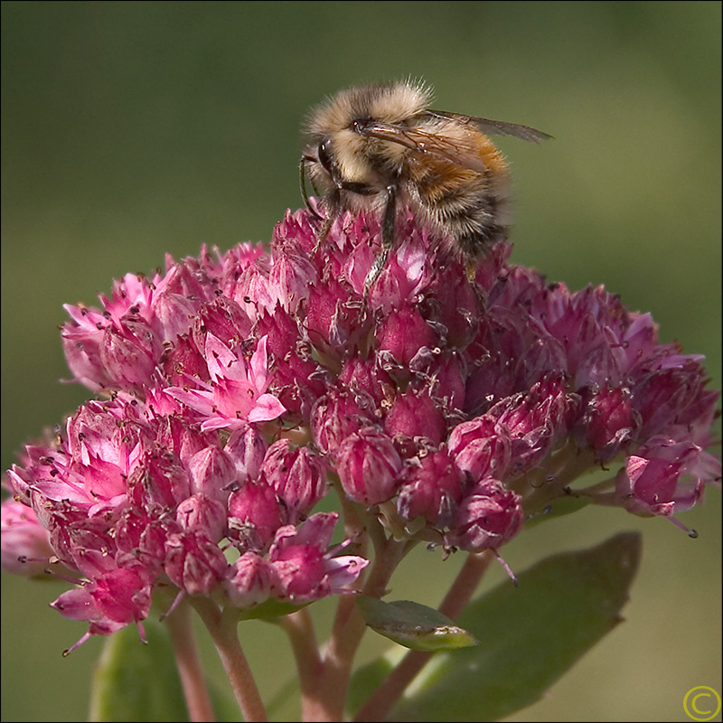 Bee on Red Flower