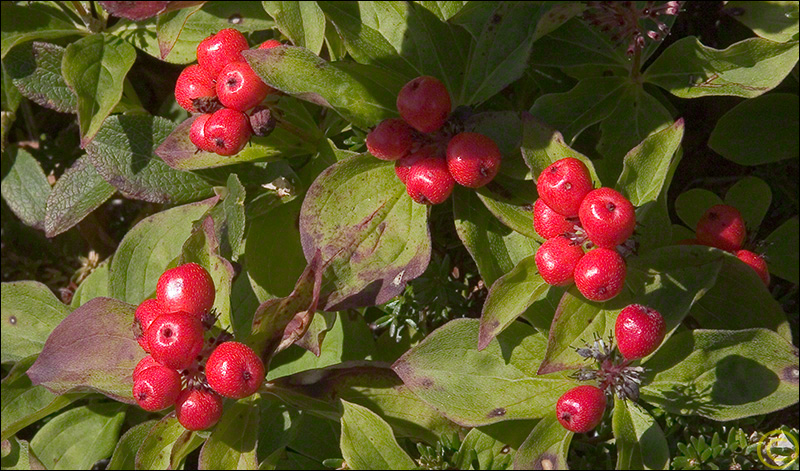 Bunchberry