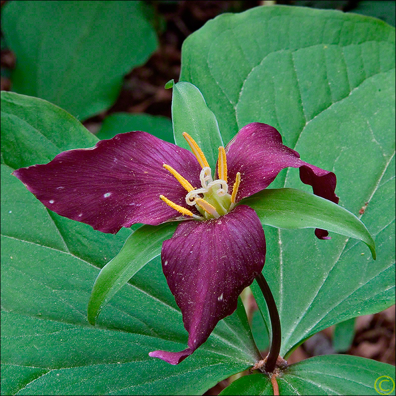 Late Season Trillium