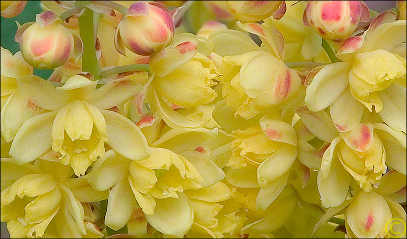 Oregon Grape