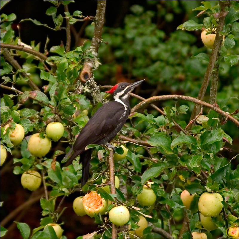 Pileated Woodpecker