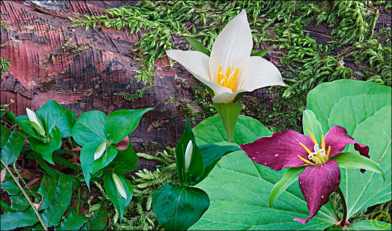 Trillium Composite