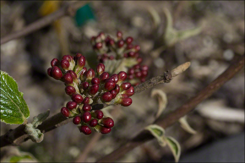 Viburnum x burkwoodii ‘Mohawk’ Buds