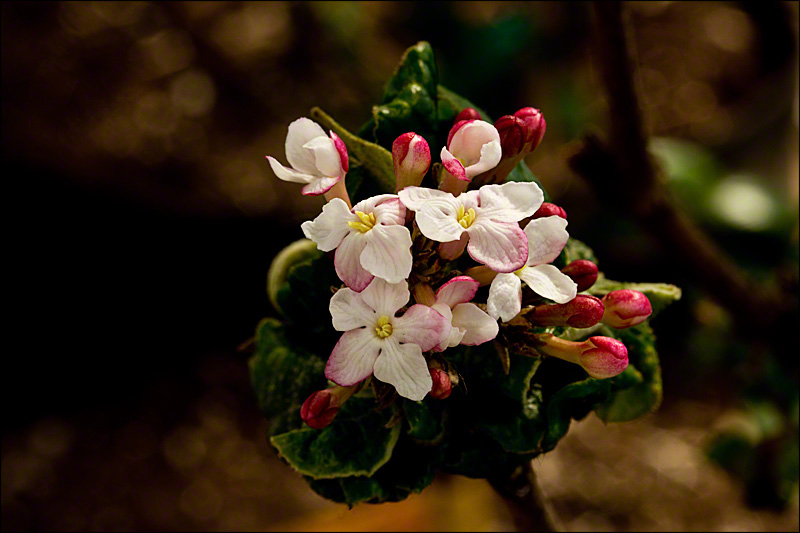 Viburnum x burkwoodii ‘Mohawk’ in Bloom