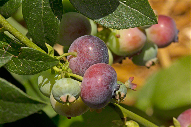 Early Blueberries: Vaccinium corymbosum ‘Rubel’