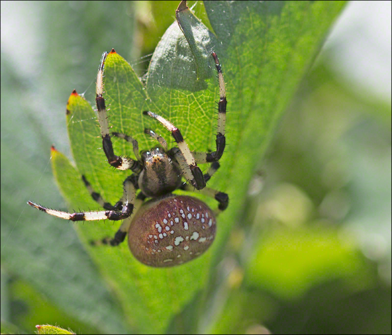 Orb Weaver 1