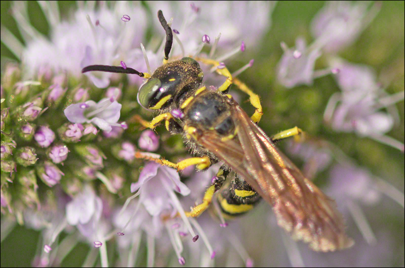 Beewolf: Philanthus