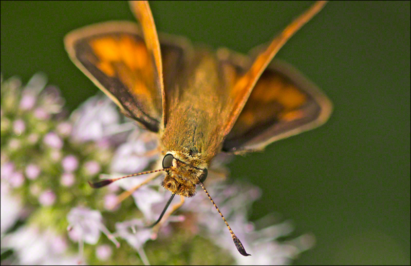 Skipper on Mint