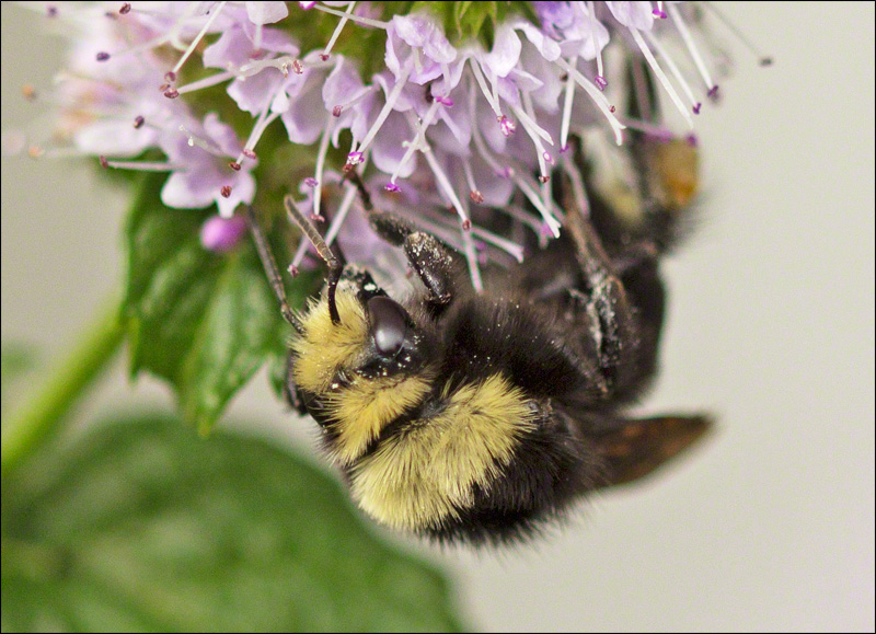 Bumblebee on Mint