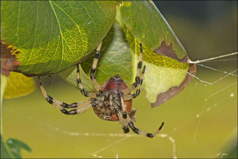 Orb Weaver 3