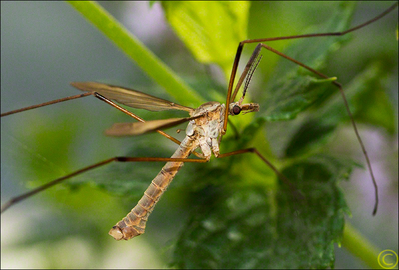 Crane Fly