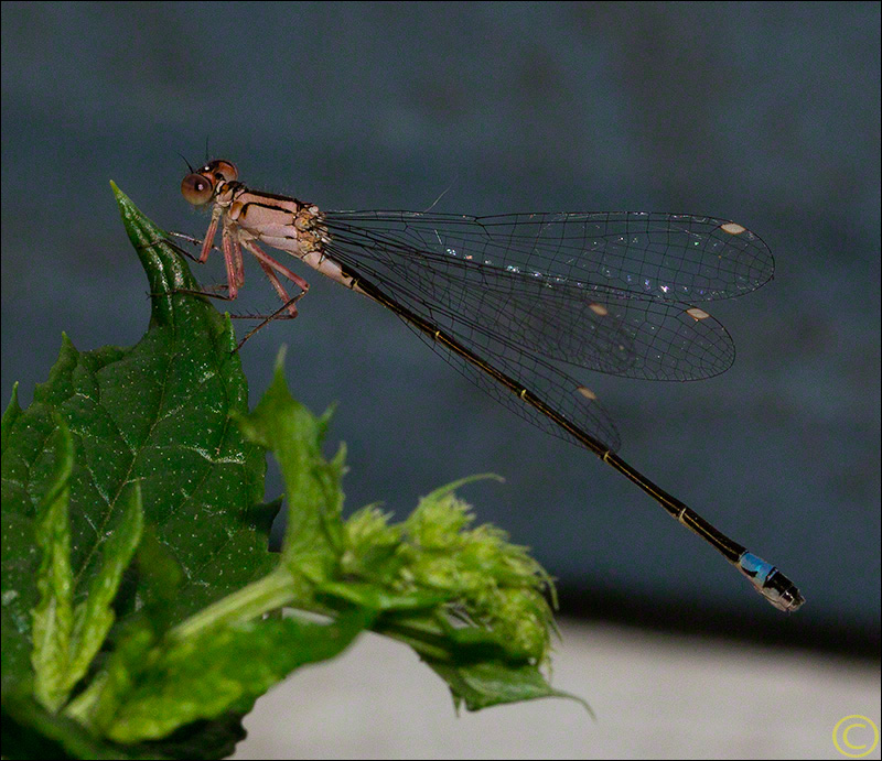 Damselfly