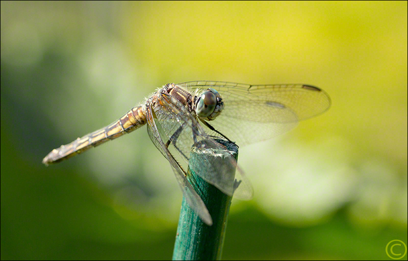 Dragonfly