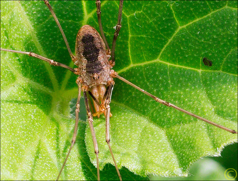 Spider in the Greenhouse