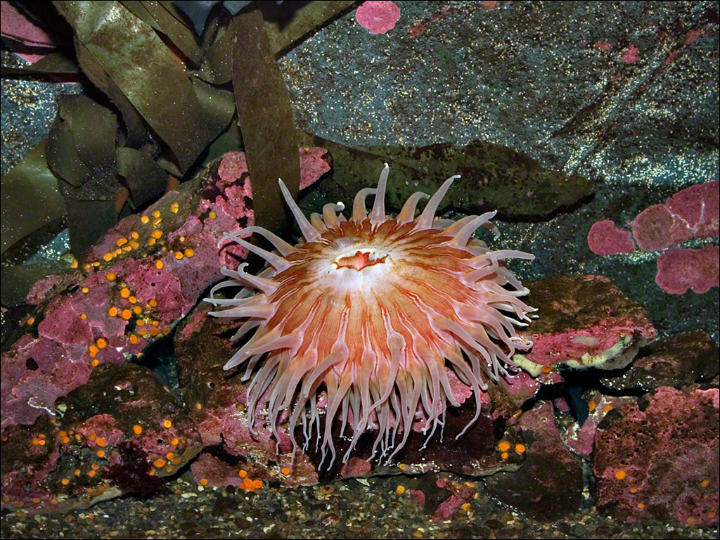 Anemone