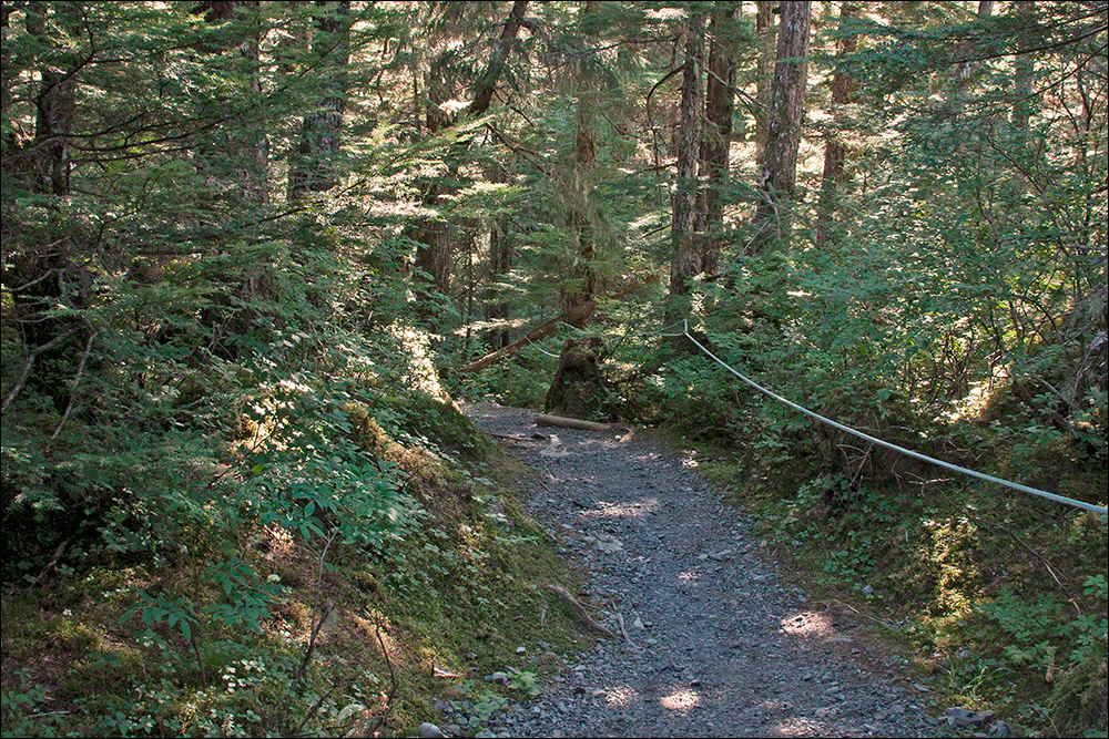 Forest Trail