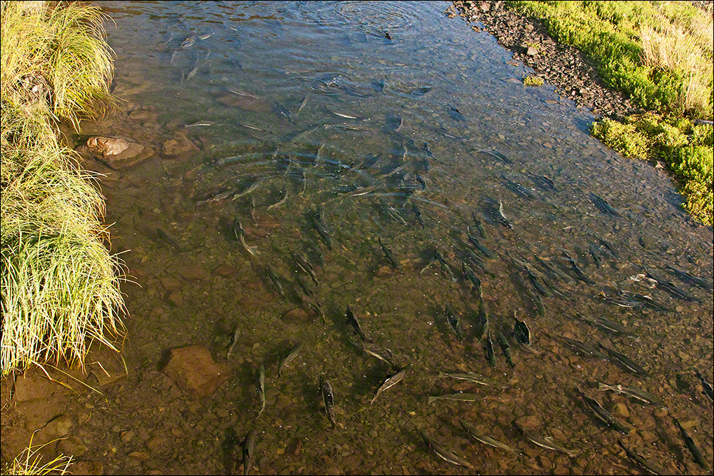 Salmon Bank to Bank