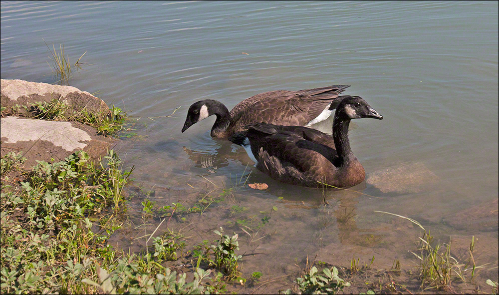 Dusky Canada Geese