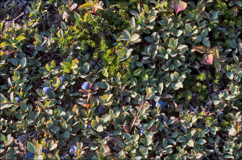 Dwarf Blueberries