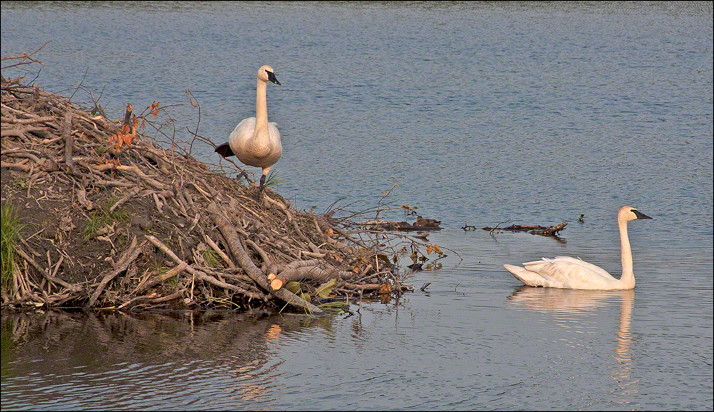 Into the Raft