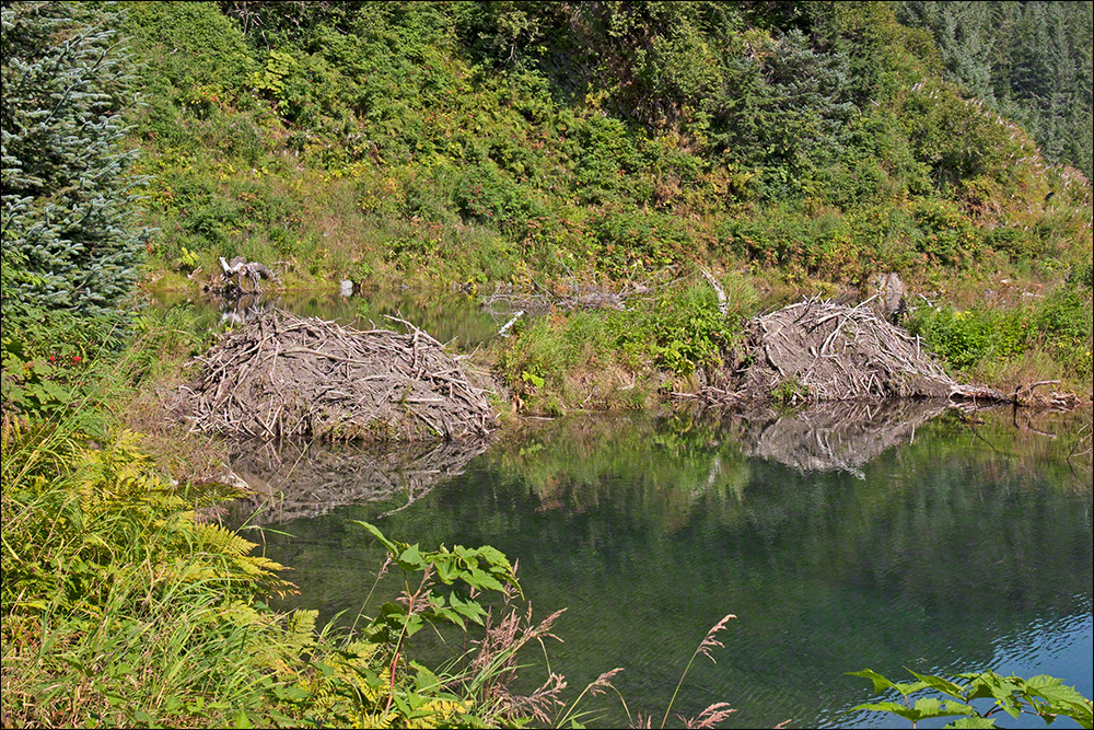 Beaver Lodges