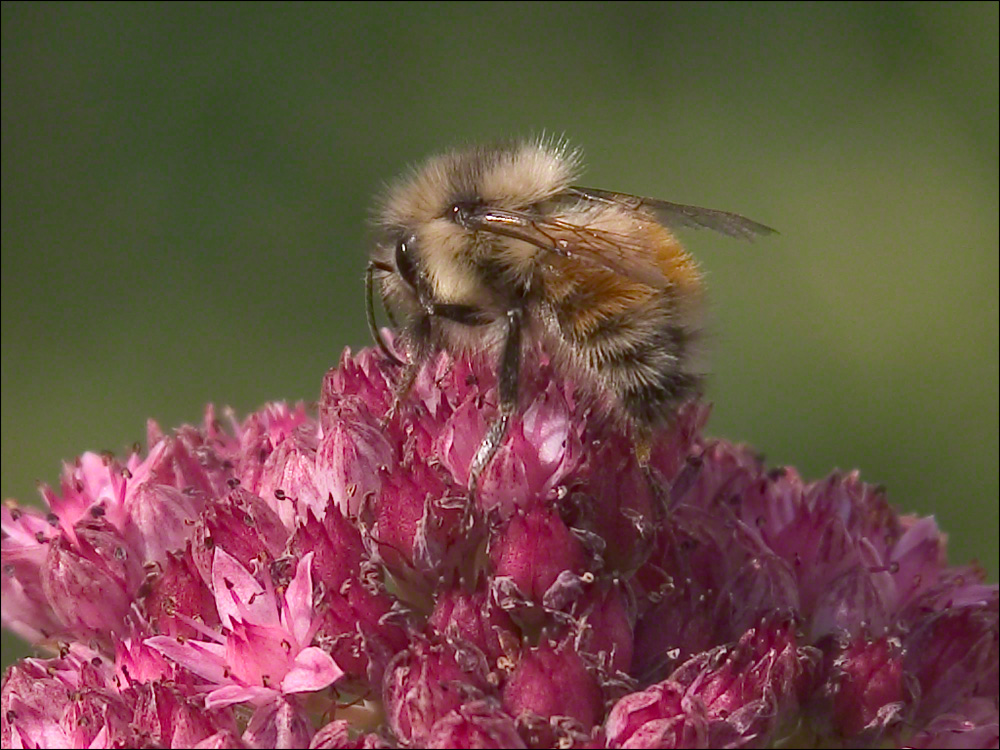 Bee on Flower