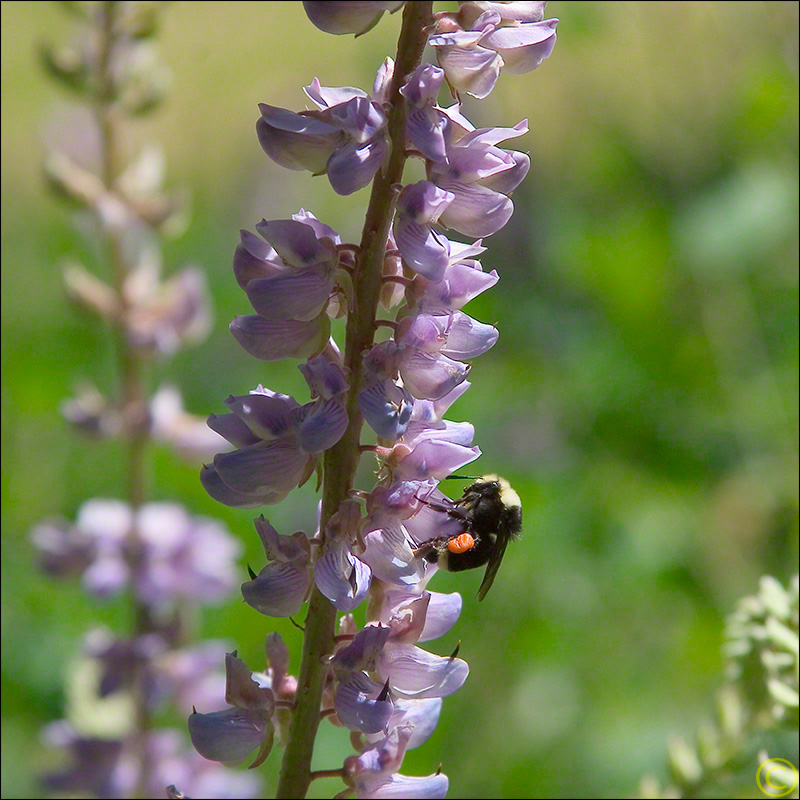 Bee on Lupine