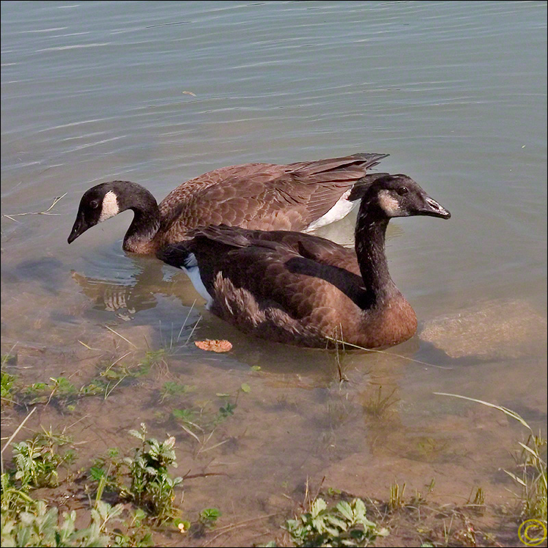 Dusky Canada Geese