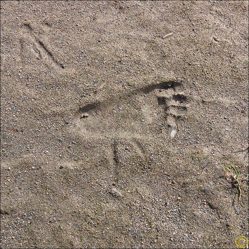 Sand Tracks