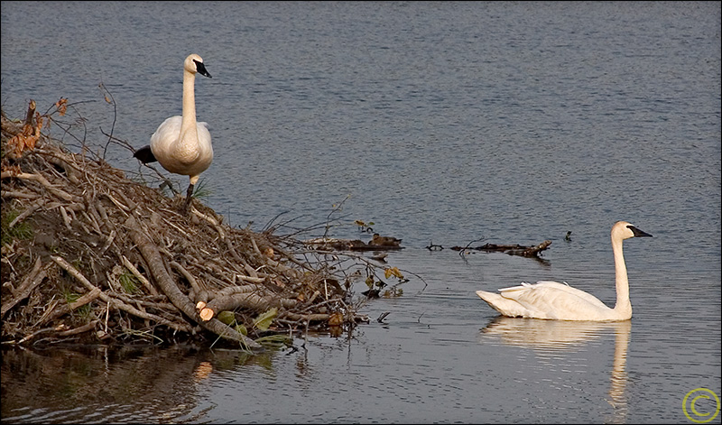 Trumpeter Swans