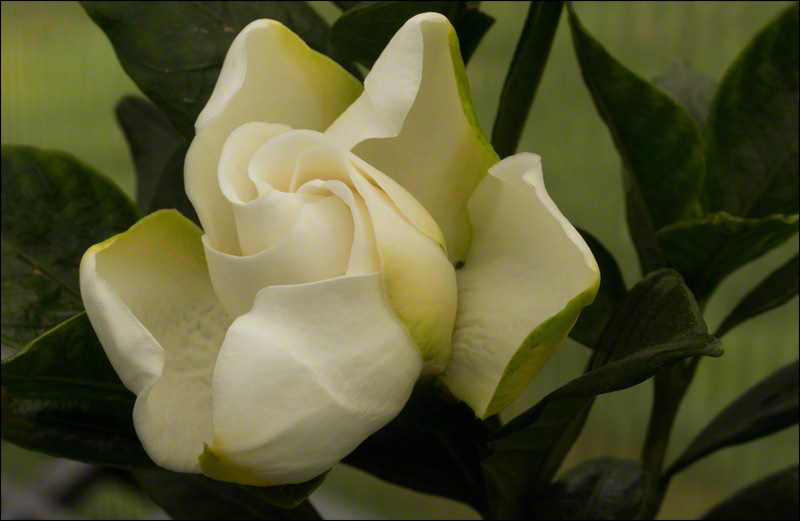 Gardenia augusta ‘Chuck Hayes’