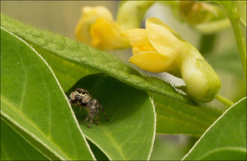 Greenhouse Visitor