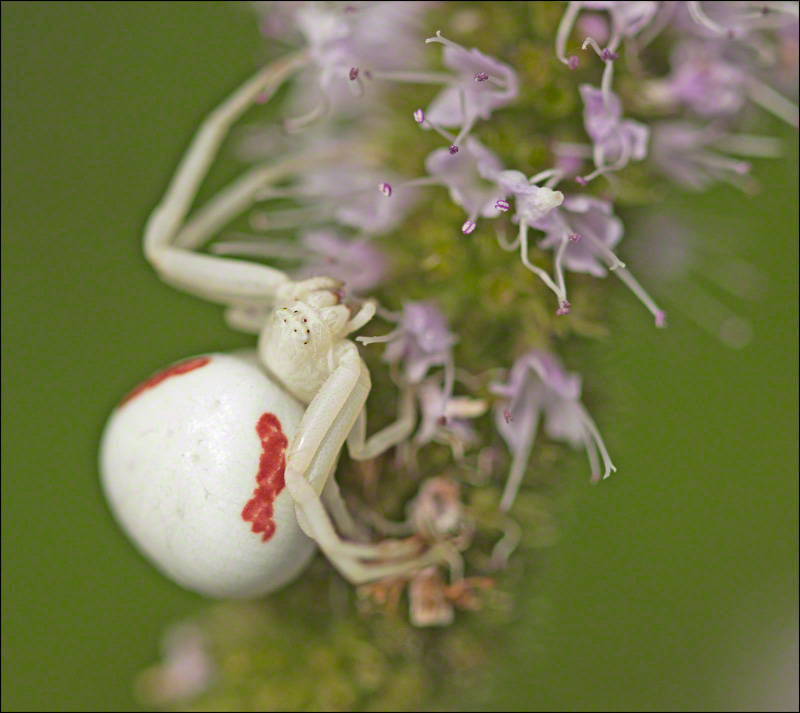 Crab Spider