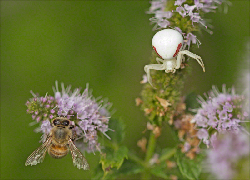 Crab Spider and Honeybee