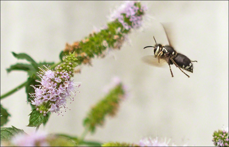 Bald-faced Hornet: Dolichovespula maculata