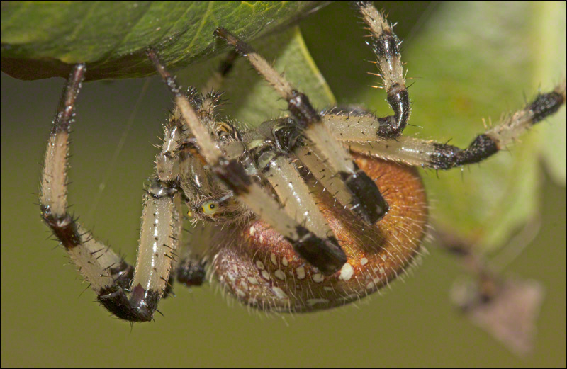 Orb Weaver 2