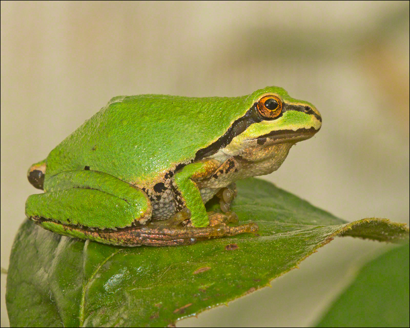 Pacific Tree Frog