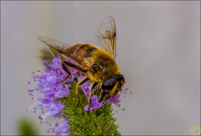 Bee on Mint