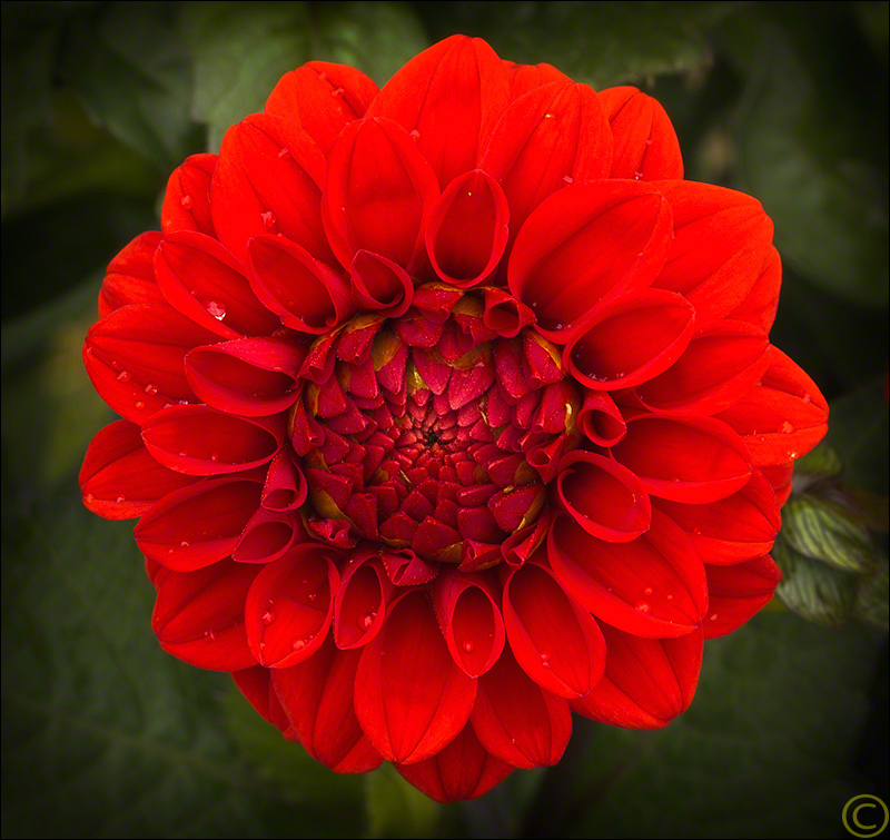 Dahlia