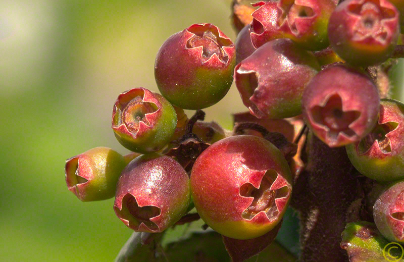 Huckleberries