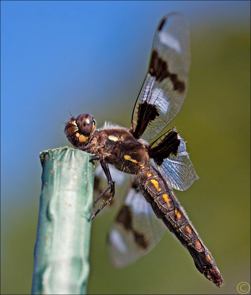 Dragonfly Sanctuary