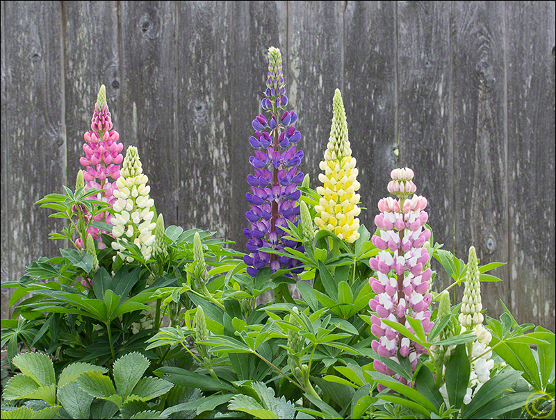 Lupine