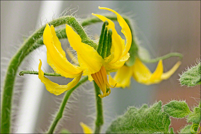 Tomato Blossom