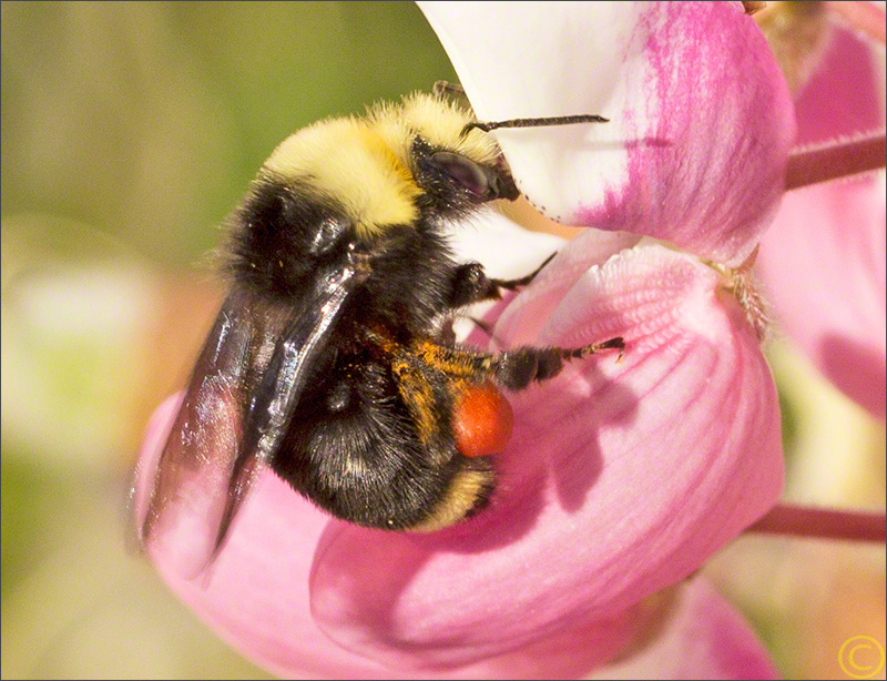 Bee on Lupine