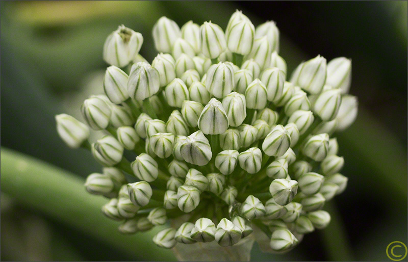 Early Onion Bloom