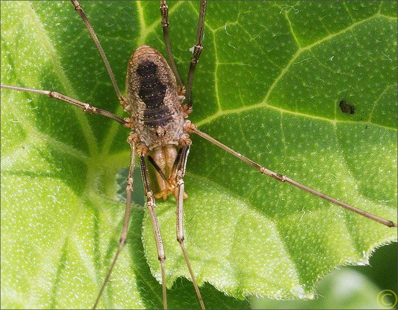 Spider in the Greenhouse