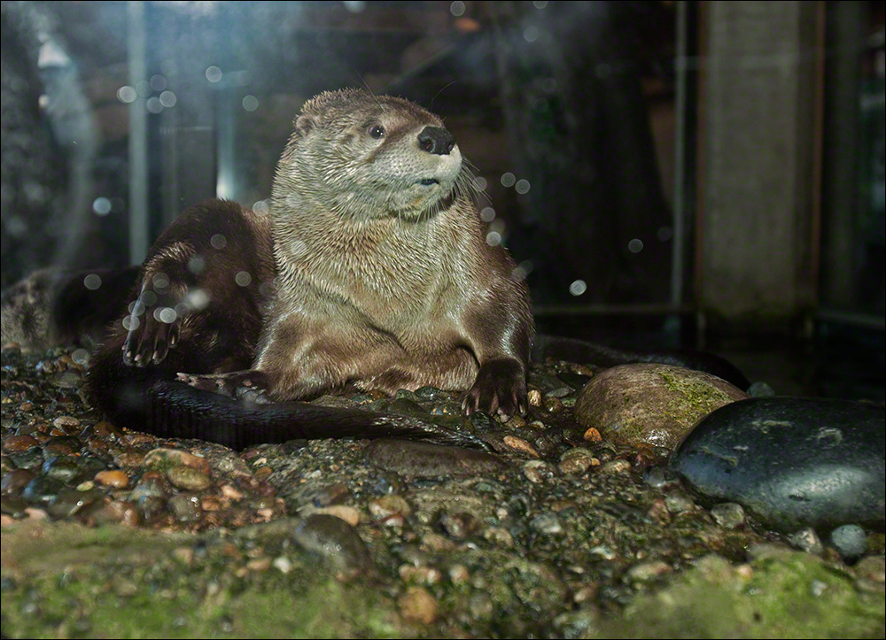 Friend Behind the Glass