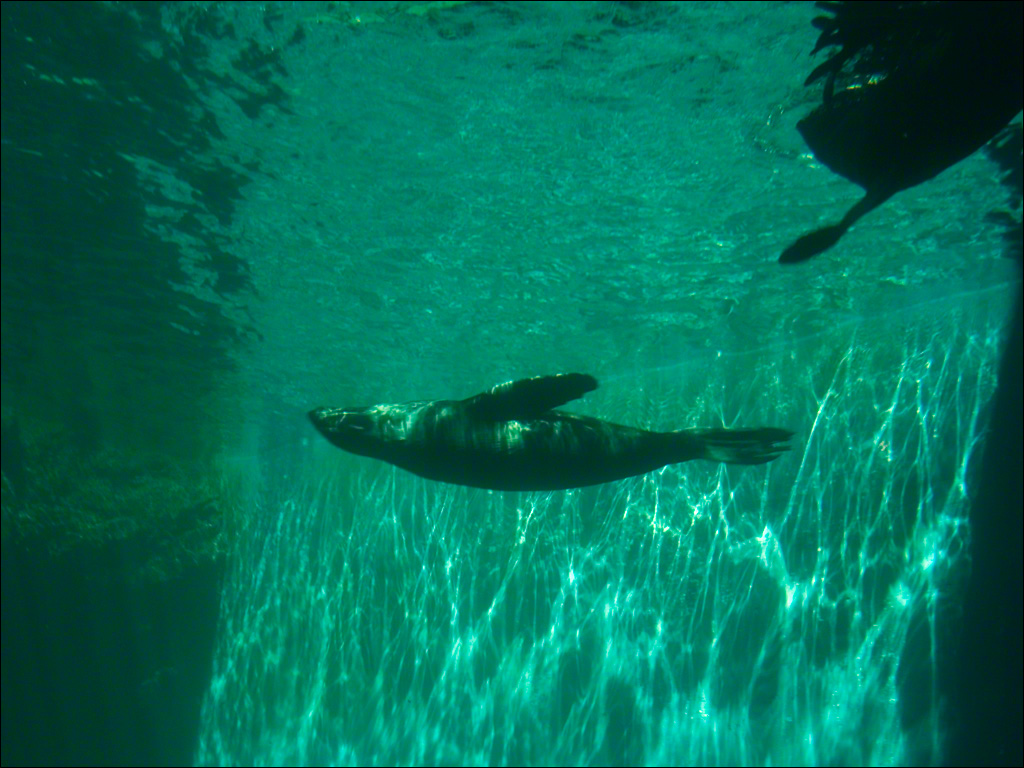 In the Pool