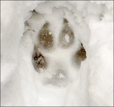 Track in the Snow